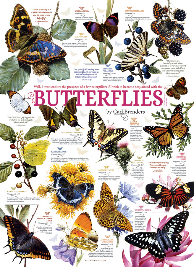 Butterfly Collection