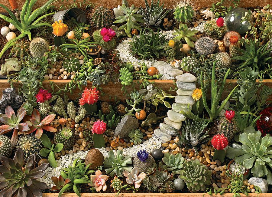 Succulent Garden