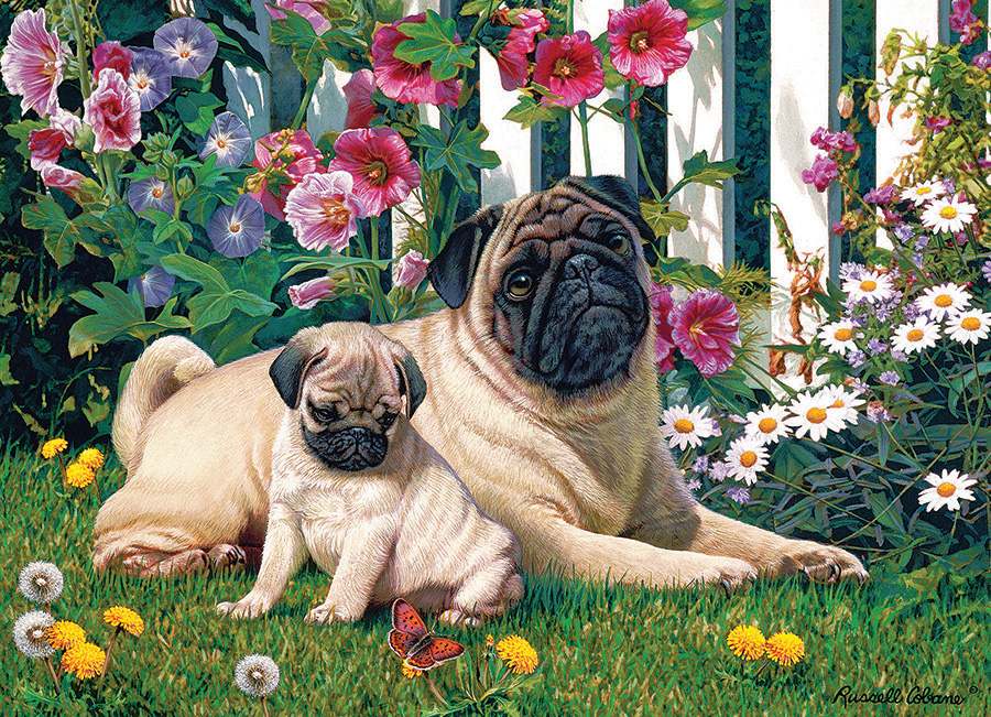 Pug Family